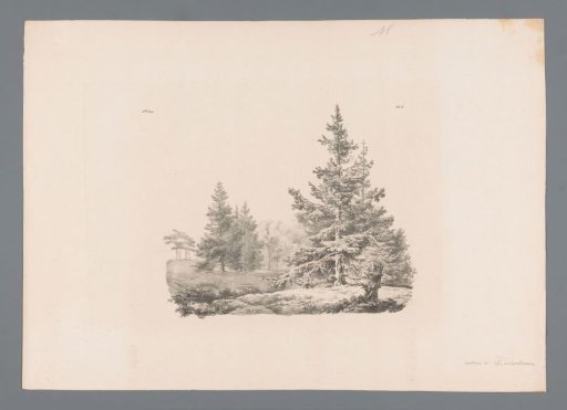 Landscape with pine trees