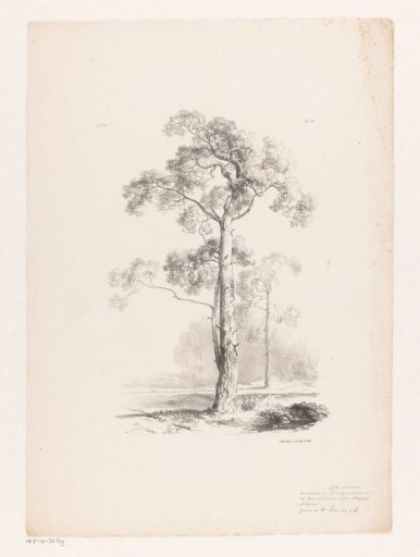 Tree in a landscape