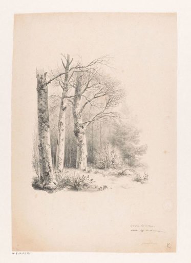 Three trees in a wood