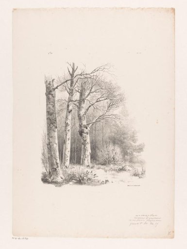 Three trees in a wood