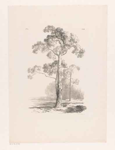 Tree in a landscape