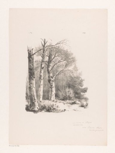 Three trees in a wood