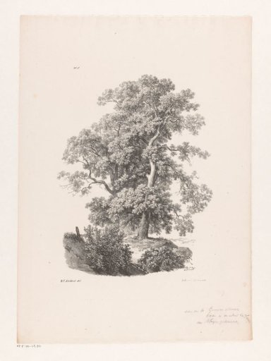 Two trees