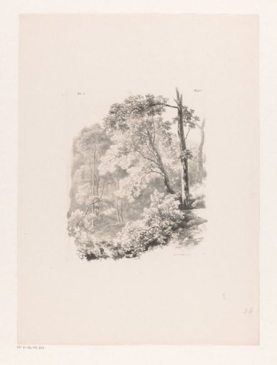 Woodland view