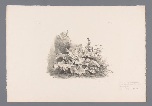 Plants Near a Tree