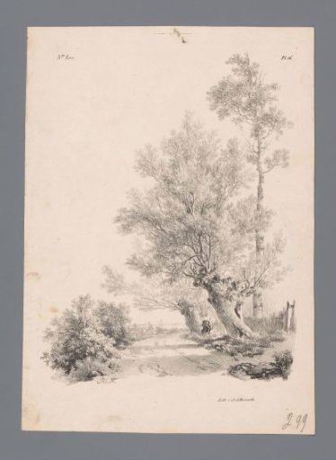 Country road with pollard willows