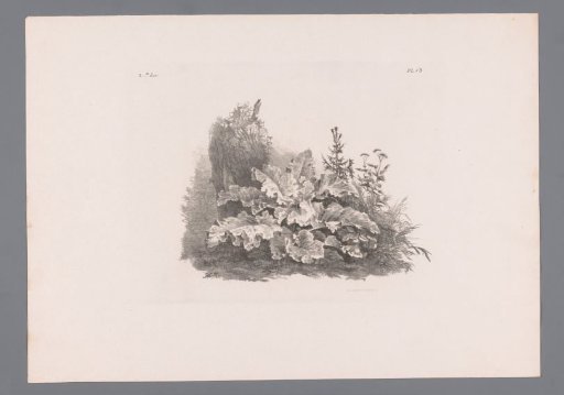 Plants Near a Tree