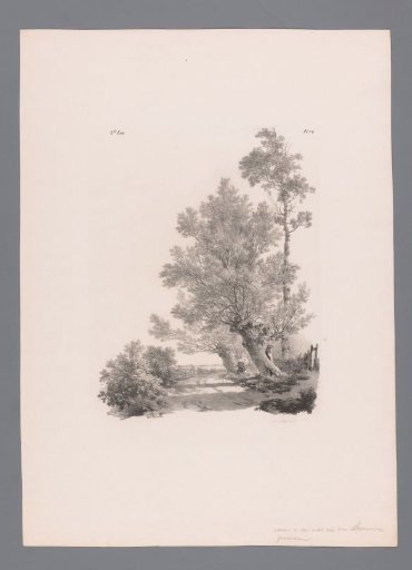 Country road with pollard willows