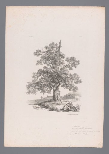 Tree in a landscape
