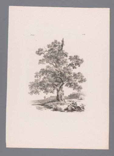 Tree in a landscape