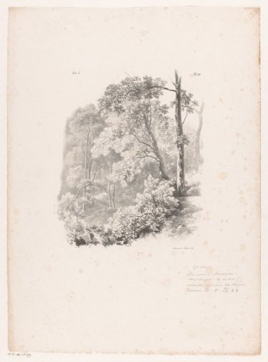 View through the forest