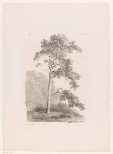Tree in a landscape