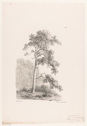 Tree in a landscape