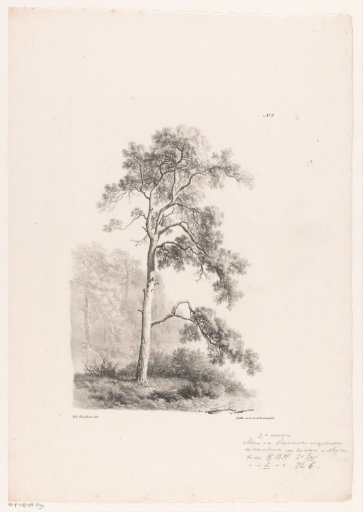 Tree in a landscape