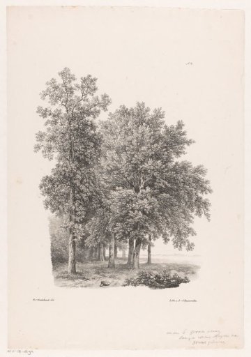 Trees next to a meadow