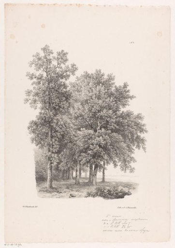 Trees next to a meadow