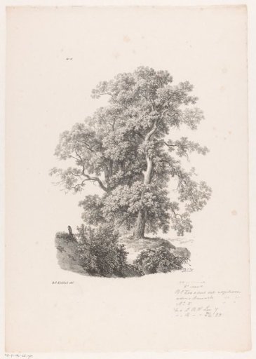 Two trees
