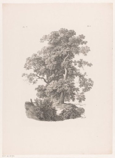Two trees