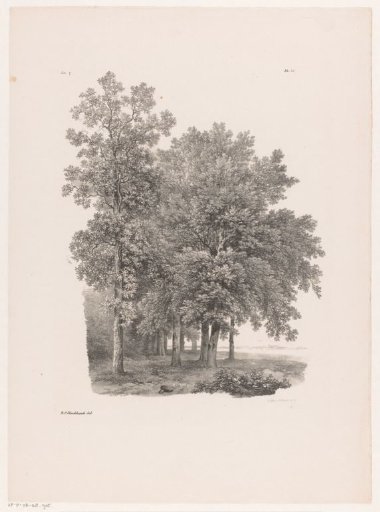 Trees next to a meadow