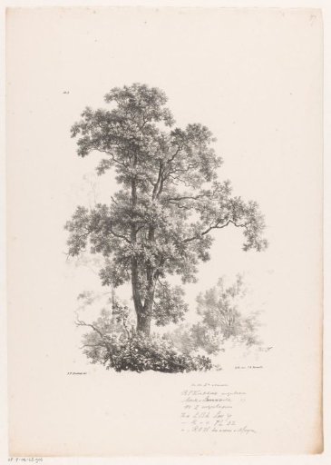 Top of a tree
