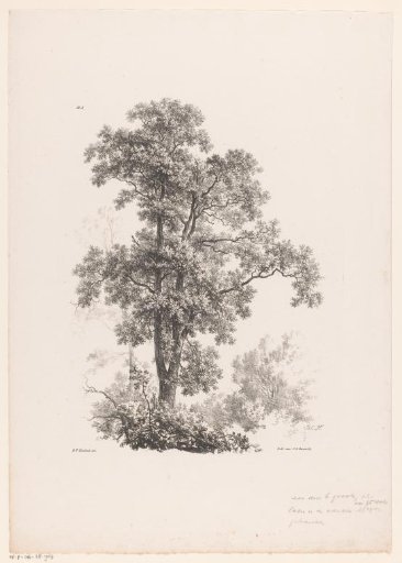 Top of a tree