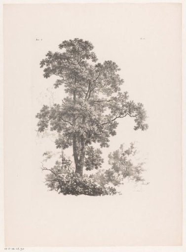 Top of a tree