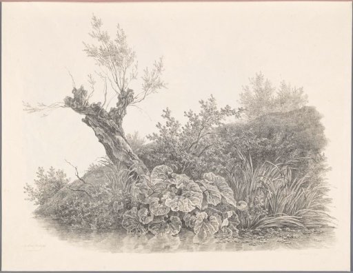 Sallow and Plants by the Water