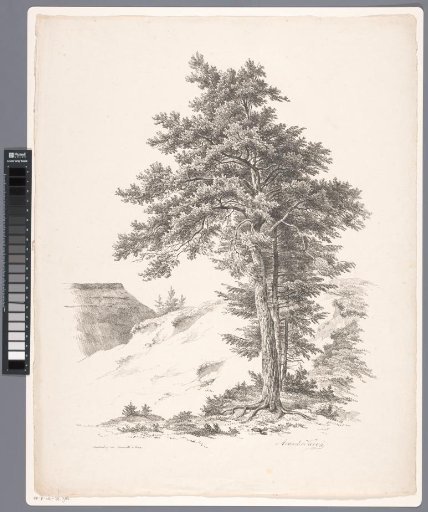 Trees, hill and roof of a farmhouse