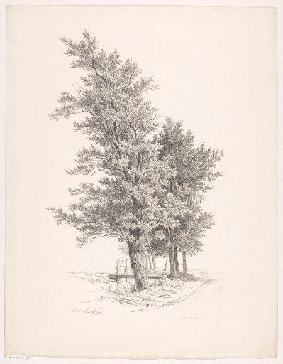Row of trees