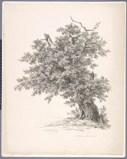 Old tree