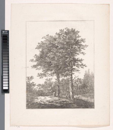 Two trees in a wood