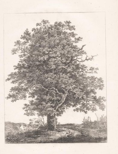 Tree in a meadow