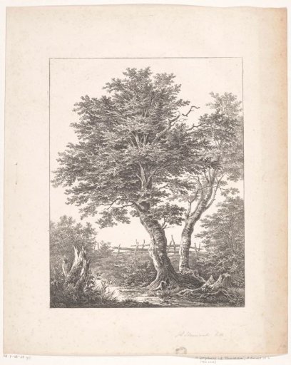 Two trees in front of a fence