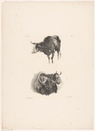 Two cattle