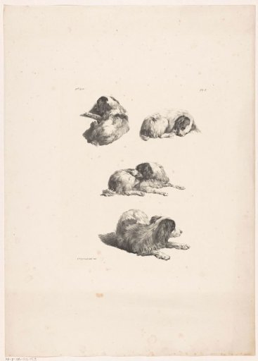 Lying dog