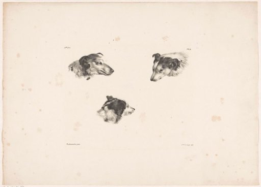 Dog's head seen from three sides