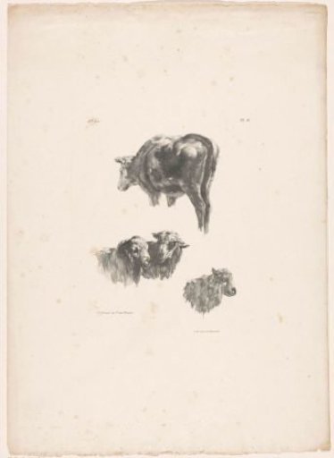 Ox, two sheep and a ram