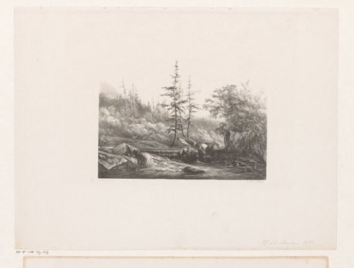 Forest landscape with river