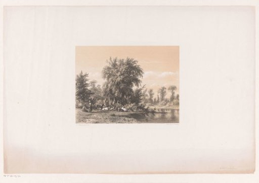 Resting cows by the water