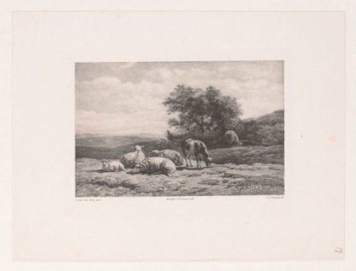 Billy goat and sheep in landscape