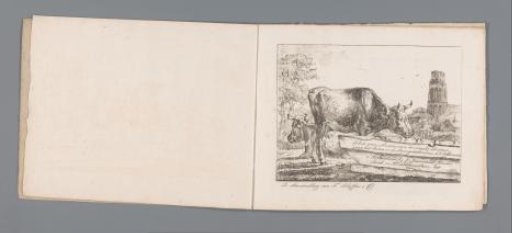 Cow at a trough