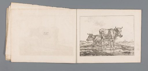 Two Cows