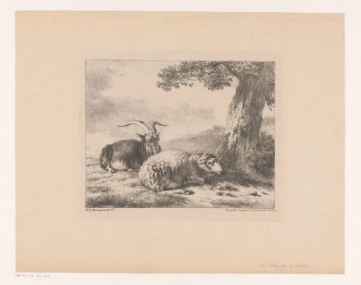Goat and Sheep