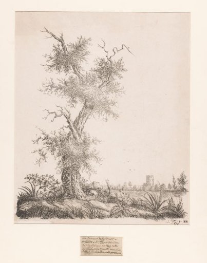 Tree in a landscape