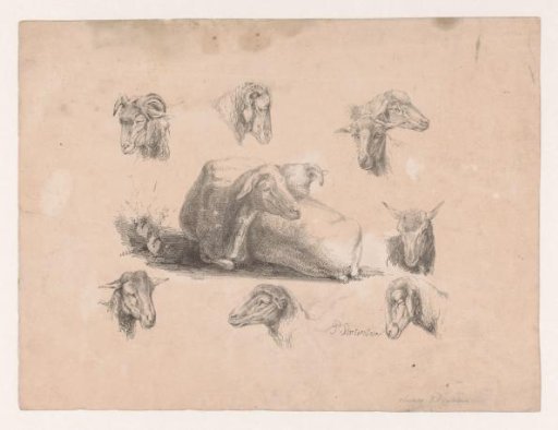 Sheep and rams
