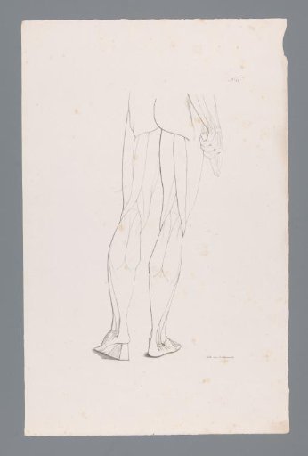 Anatomy of a Lower Body Seen from the Back