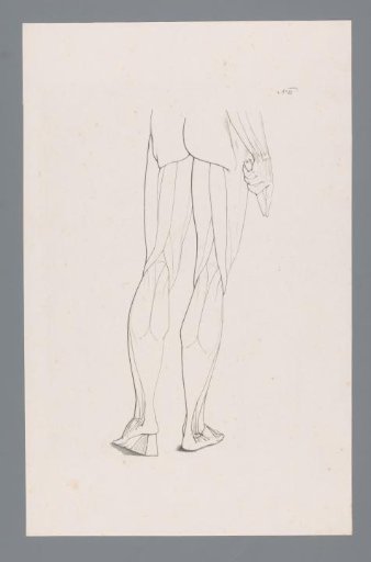 Anatomy of a Lower Body Seen from the Back