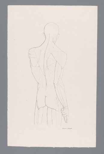 Anatomy of an Upper Body Seen from the Back