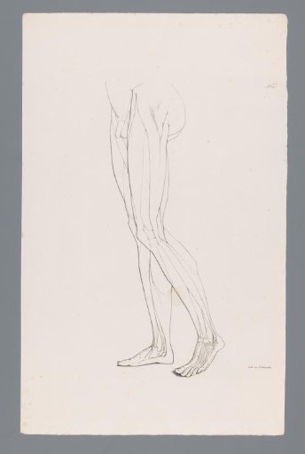 Anatomy of a Male Lower Body