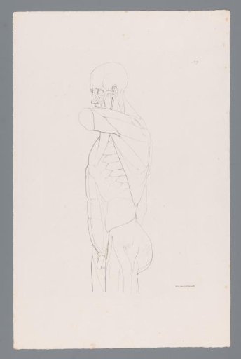 Anatomy of a Male Upper Body